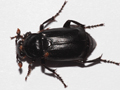 Nicrophorus investigator